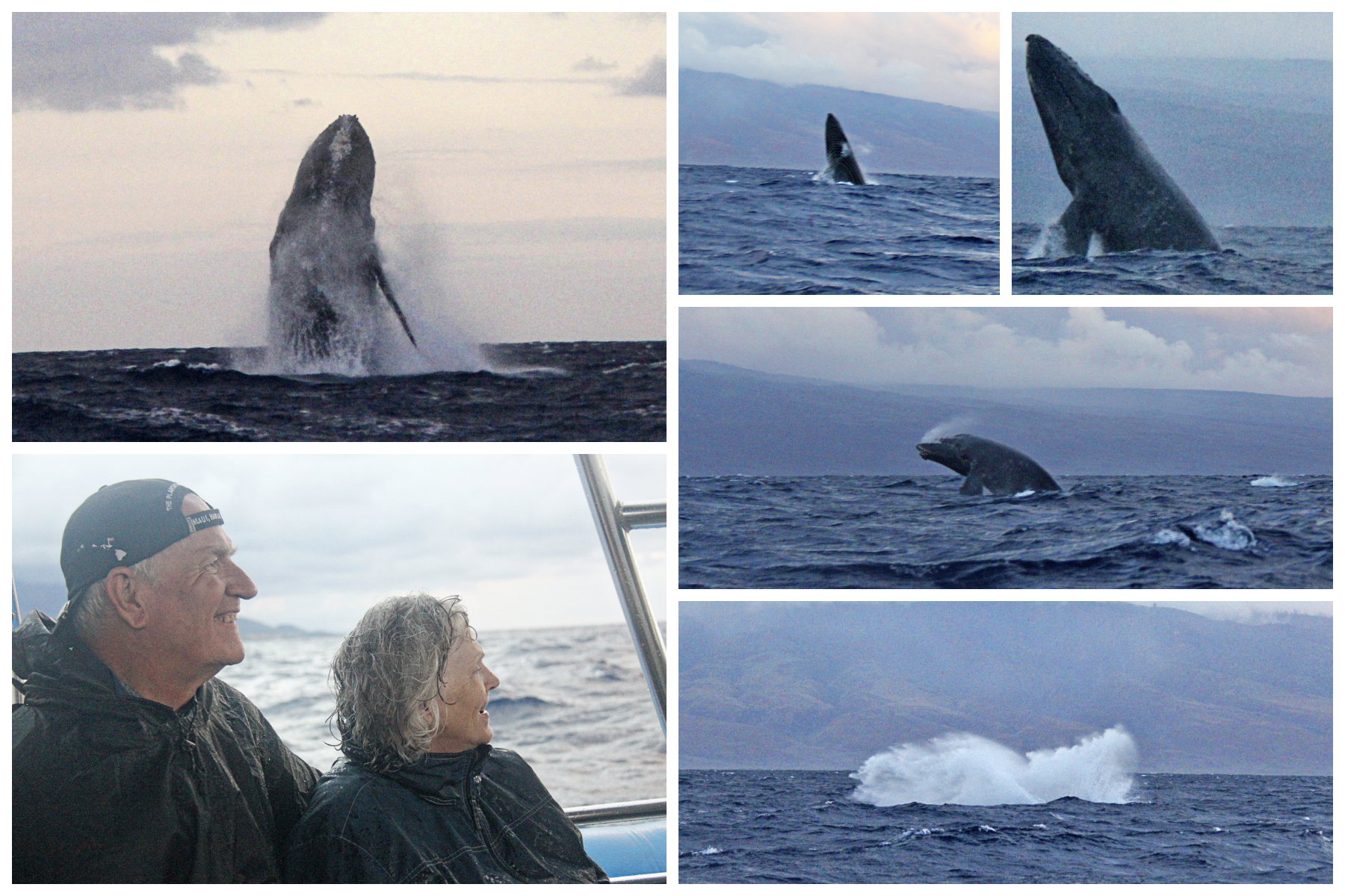 Maui Part 3: Whale Watching