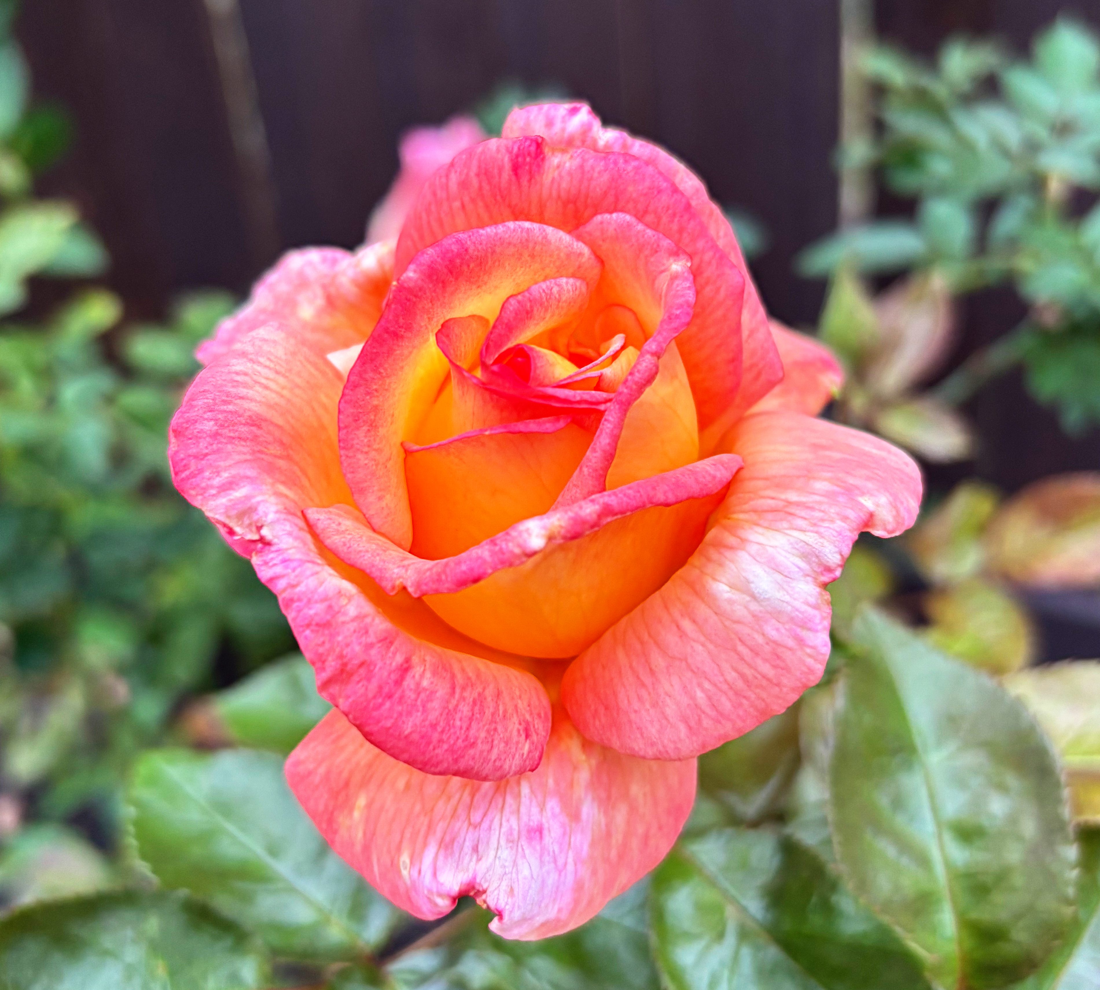 Holding on to Hope – A Health Update